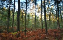 autumn woodland.jpg